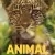 Animal 1. Sezon 1. Bölüm Small Poster